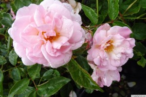 NATHALIE NYPELS (floribunda)